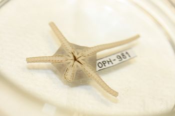 Media type: image;   Invertebrate Zoology OPH-981 Description: Preserved specimen.;